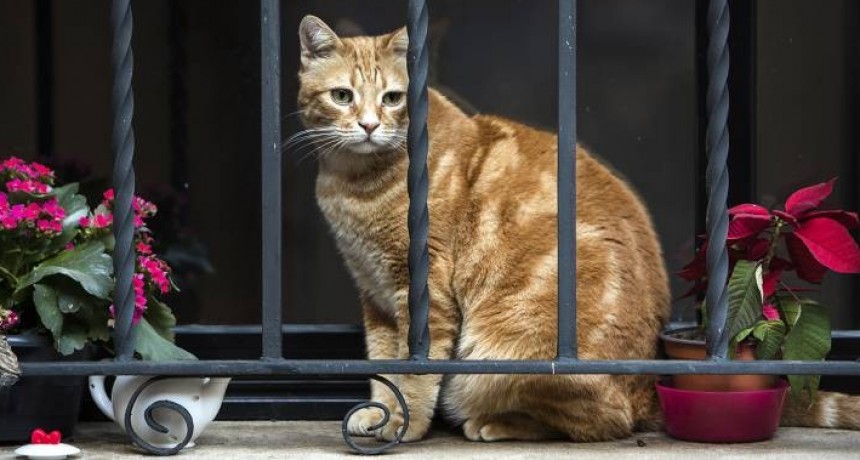 Le hicieron el examen de coronavirus a un gato, dio positivo y quedó internado