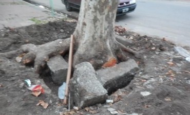 Sobre la vereda del club Urso: “ahora es cuestión de los funcionarios, me parece desacertado que hagamos la vereda nueva y dentro de unos meses tengamos todo levantado de vuelta por los arboles que no nos dejan sacar”